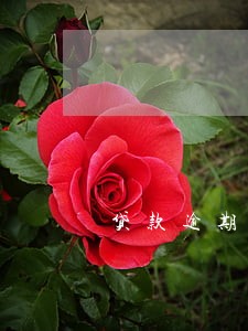 贷款逾期 意见书